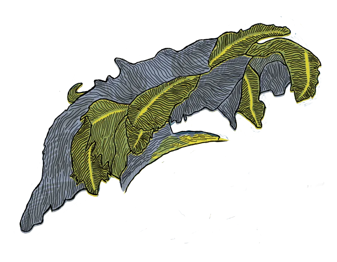 Penacho (variante) — Serie Huehues · ilustración digital. Ilustración digital de José Alejandro Armenta, artista visual en Tlaxcala.